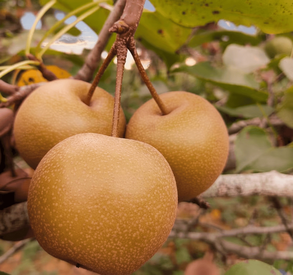 Lê Đông Khê có hương vị ngọt mát, giòn và mọng nước, được trồng ở khu vực Đông Khê, rất nổi tiếng và được yêu thích