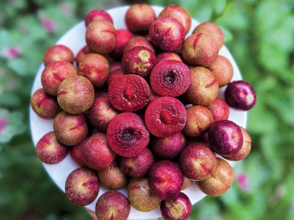 Mận Bảo Lạc nổi bật với vị ngọt thanh, giòn và chua nhẹ, là đặc sản không thể bỏ qua của vùng Cao Bằng (Nguồn: Báo Cao Bằng điện tử)