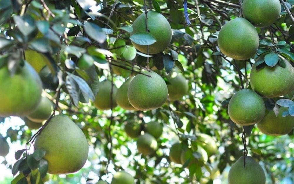 Bưởi Tân Triều múi to ngọt thanh, ít hạt đặc sản