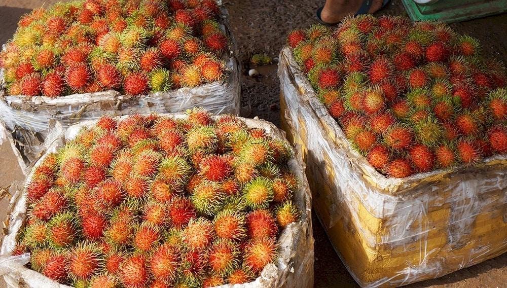 Chôm chôm Long Khánh vỏ đỏ tươi thịt trắng ngọt