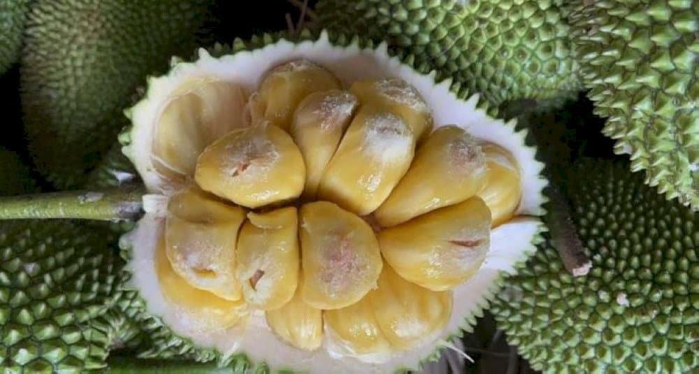 Mít tố nữ Long Khánh múi nhỏ vàng đậm ngọt thanh