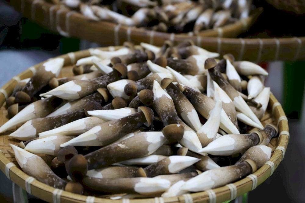 Nấm mối Đồng Nai quý hiếm mọc tự nhiên trên gò mối