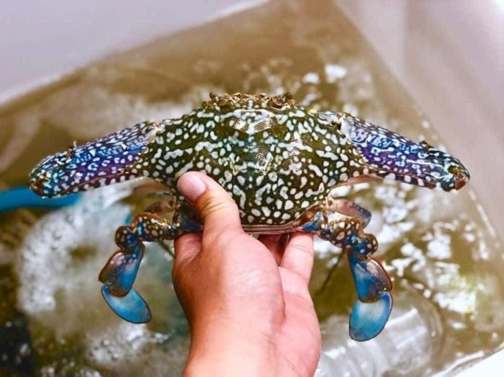 Ghẹ Hàm Ninh thịt chắc ngọt, trứng cam đỏ