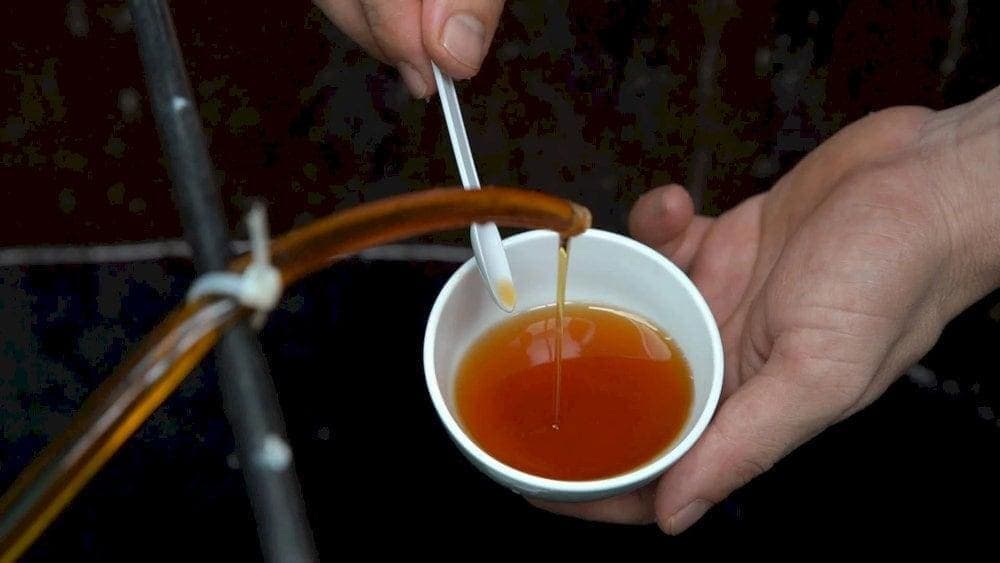 Nước mắm Phú Quốc nổi tiếng thế giới với màu hổ phách đặc trưng