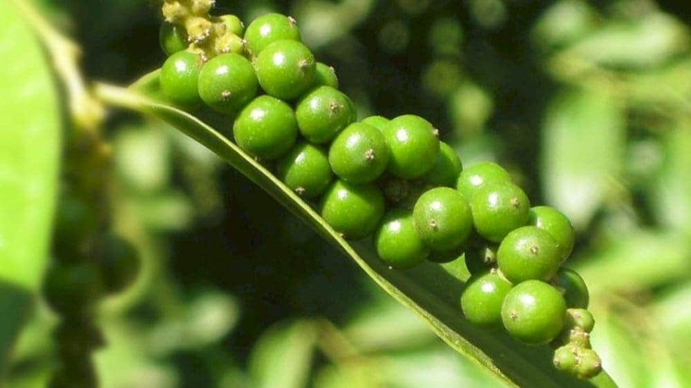 Tiêu xanh Phú Quốc hạt to tròn, cay nồng đặc biệt