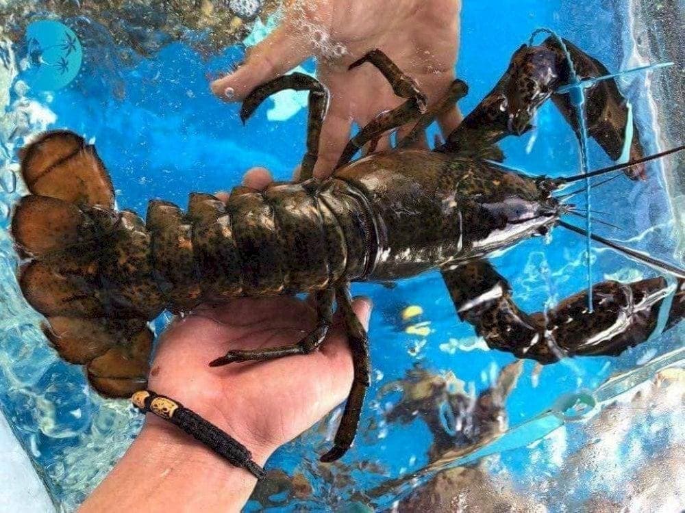 Tôm hùm Phú Quốc thịt ngọt dai, hải sản cao cấp