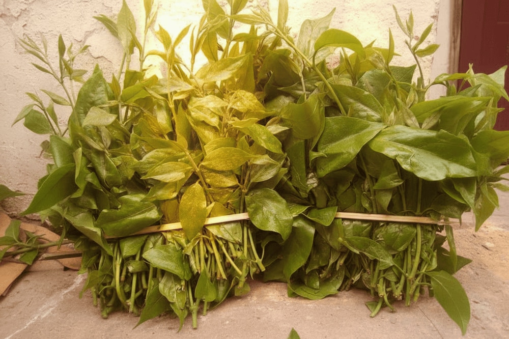 Lá rau ngót rừng