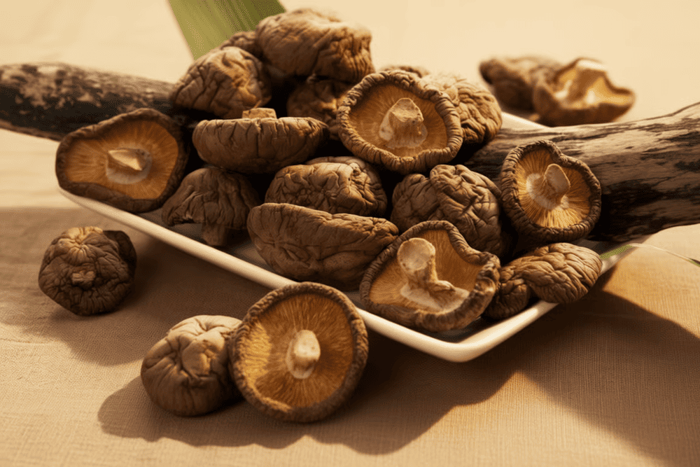 Nấm hương tươi, mọc tự nhiên trong rừng, có hương thơm đặc biệt