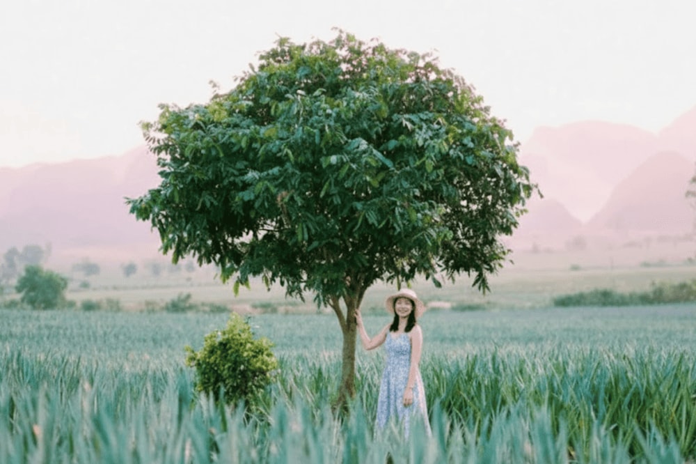 Khi tới nông trại dứa Đồng Giao, bạn có thể lưu lại những tấm hình độc đáo cùng với những quả dứa chín và cánh đồng dứa bát ngát