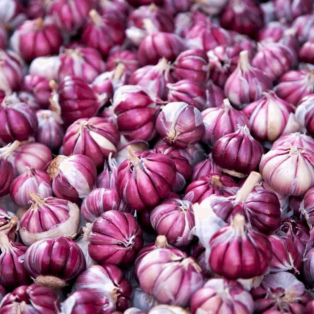 Tỏi tía Ba Đồn