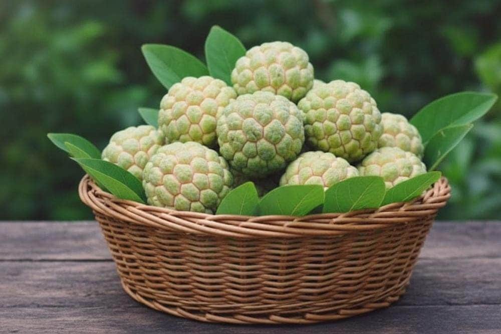 Na dai Bồ Lý - Đặc sản Tam Đảo