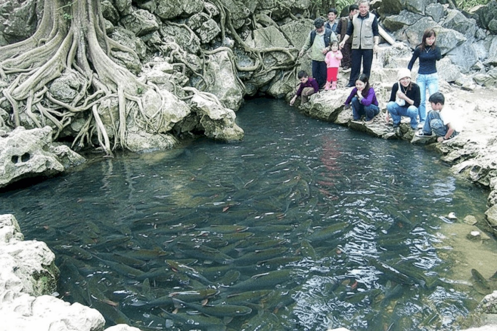 Suối cá thần Cẩm Lương