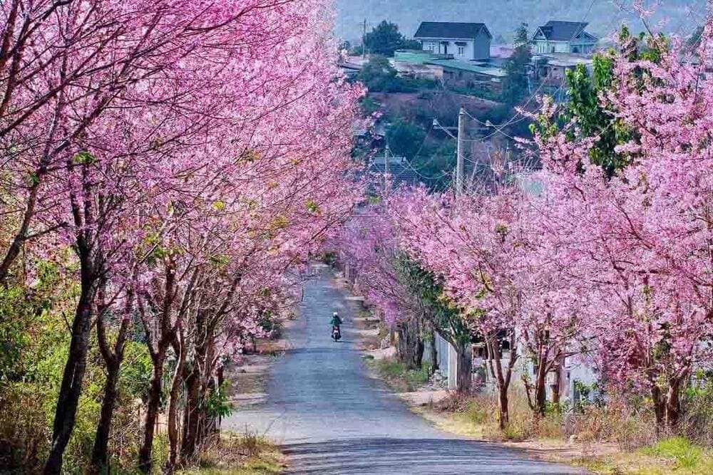 Vũng Tàu khoác lên mình chiếc áo hồng dịu dàng của Đỗ Mai, loài hoa khiến Đèo Nước Ngọt trở nên thơ mộng