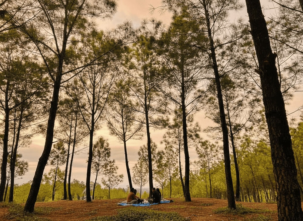 Đồi Vọng Cảnh là địa điểm dã ngoại yêu thích của nhiều gia đình, cặp đôi và nhóm bạn trẻ