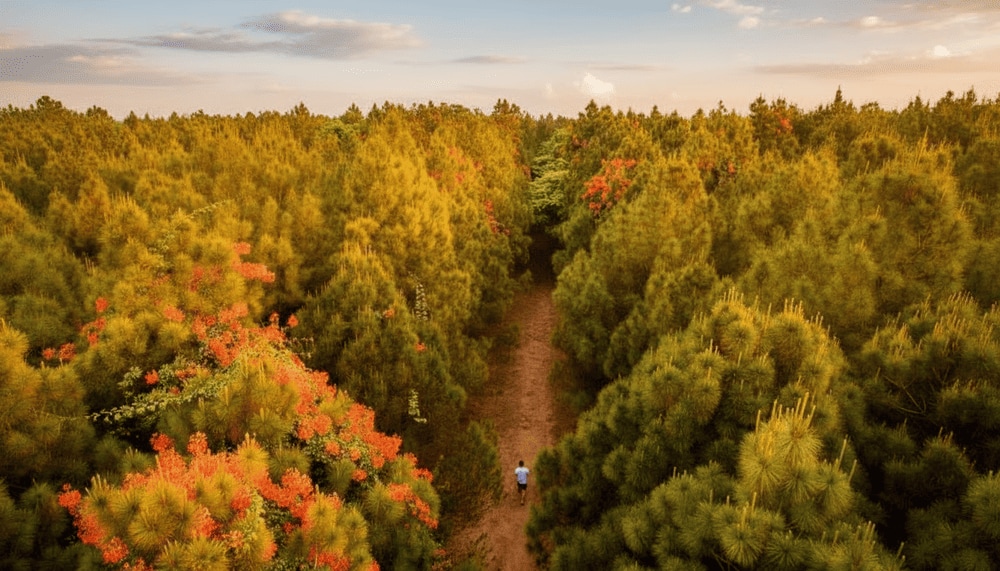 Thời điểm lý tưởng để chiêm ngưỡng trọn vẹn vẻ đẹp của đồi Vọng Cảnh là từ khoảng tháng 03 đến tháng 08
