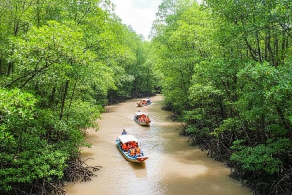 Rừng Đước Đất Mũi