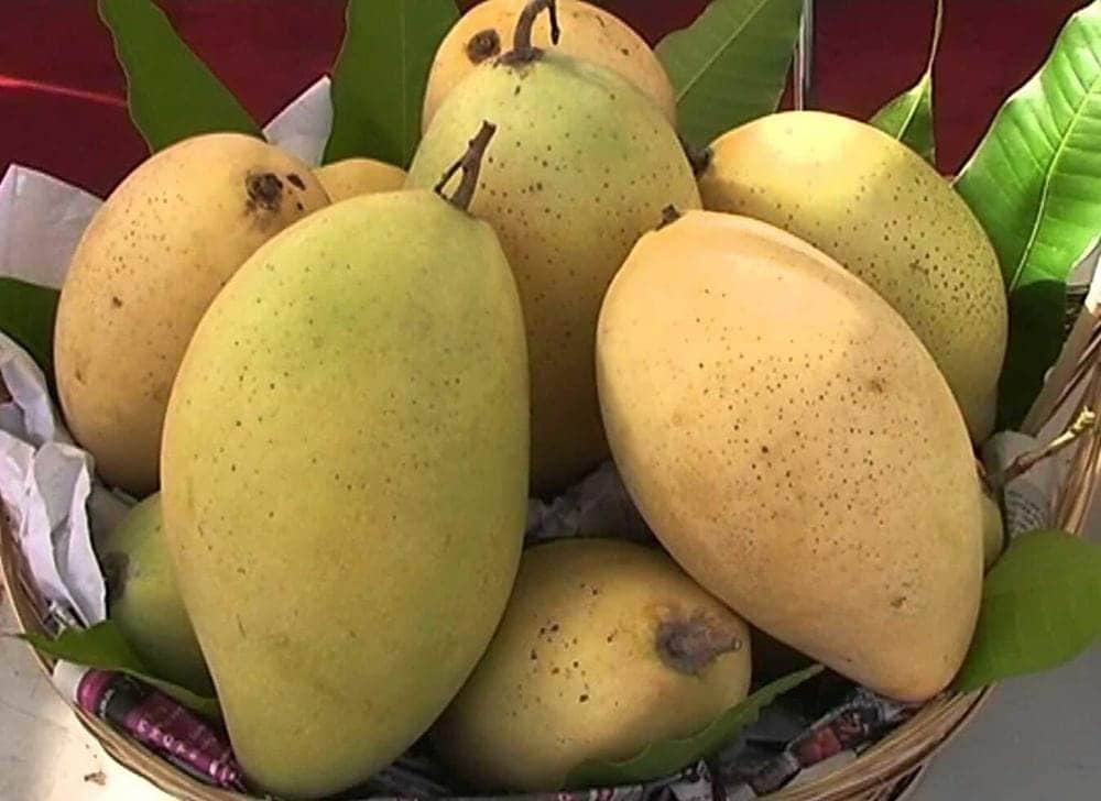 Du khách có thể mua xoài cát về làm quà sau chuyến đi (Nguồn:Internet)