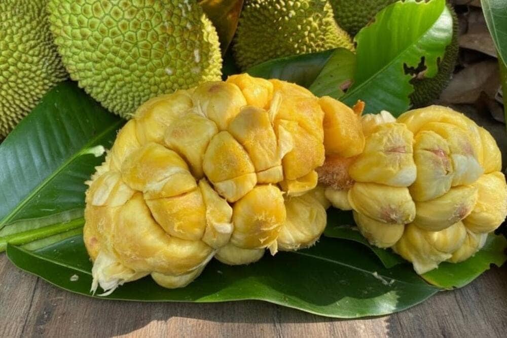 Mít thơm nức, cơm dày, vị ngọt lịm, ăn một lần là nhớ mãi hương vị.