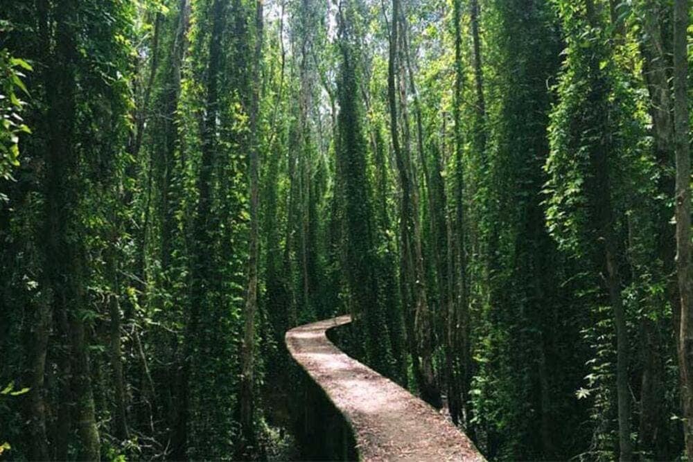 Lạc bước vào khu rừng tràm bạt ngàn với con đường xuyên rừng độc đáo tại Làng nổi Tân Lập.