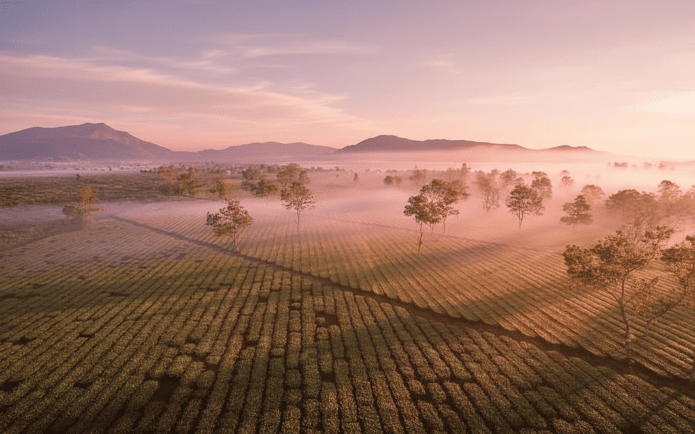 Đồi chè tại Biển Hồ Chè