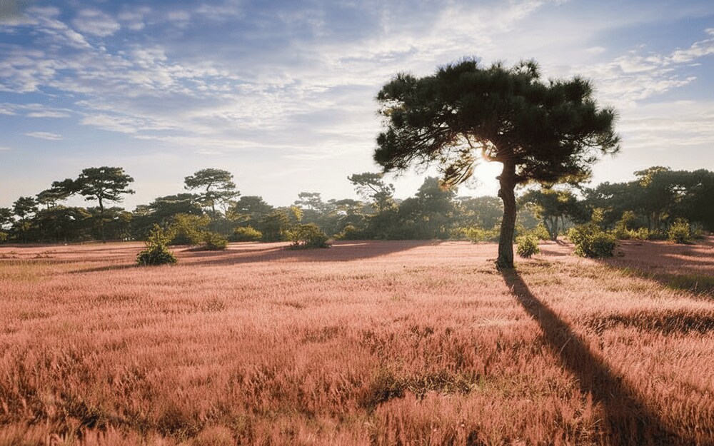 Đồi cỏ hồng Đăk Đoa