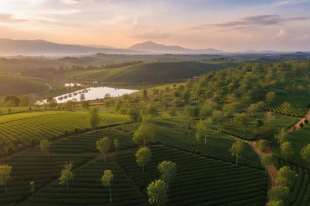 Nhìn từ trên cao đồi chè như một tấm thảm xanh mướt, đầy sức sống.