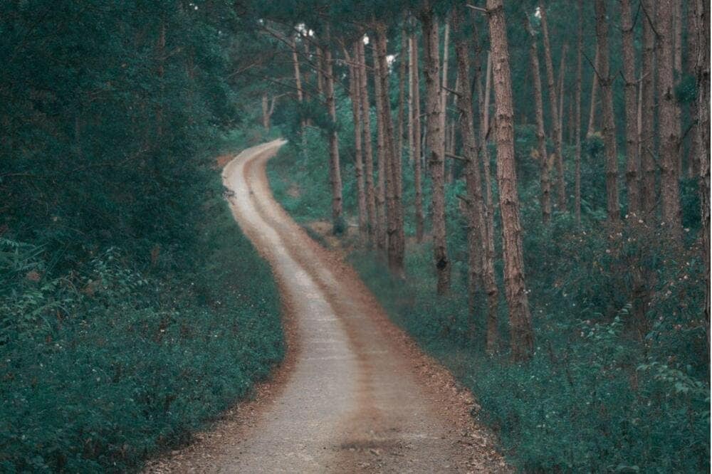 Con đường thông chữ S