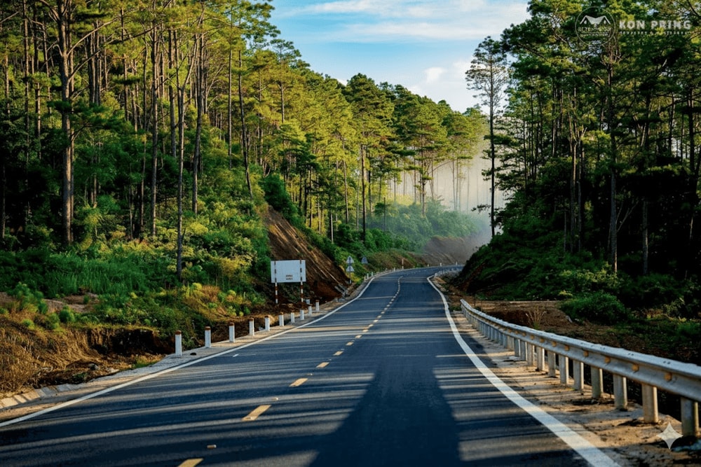 Con đường xuyên qua rừng thông Măng Đen