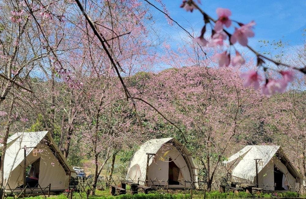Măng Đen có nhiều điểm lưu trú với không gian đẹp, gần gũi với thiên nhiên, lý tưởng cho chuyến nghỉ dưỡng ngắn ngày (Nguồn: Khu nghỉ dưỡng Glamping Thác Pa Sỹ)