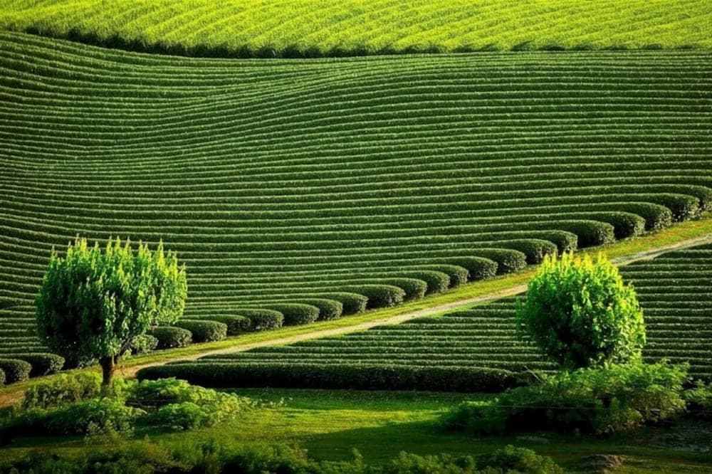 Đồi chè xanh mướt tại Mộc Châu