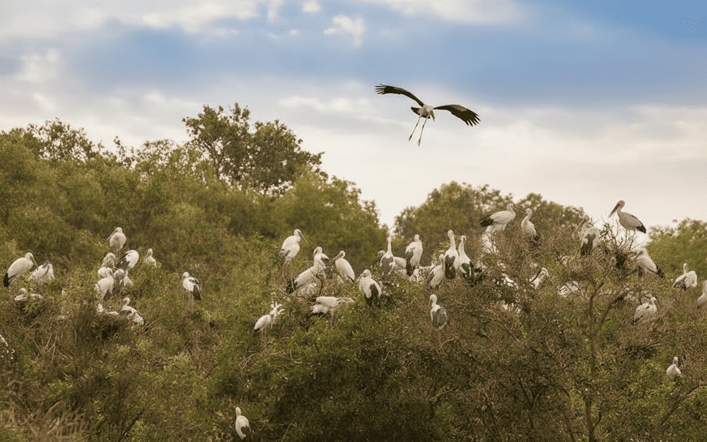 Cò ốc định cư ở Gáo Giồng