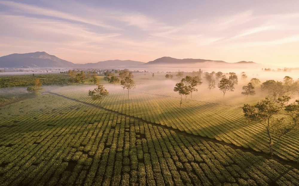 Đồi chè tại Biển Hồ Chè
