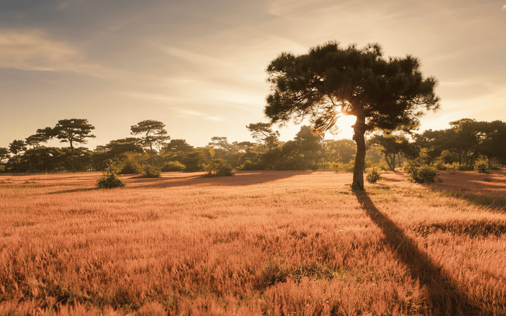 Đồi cỏ hồng Đăk Đoa