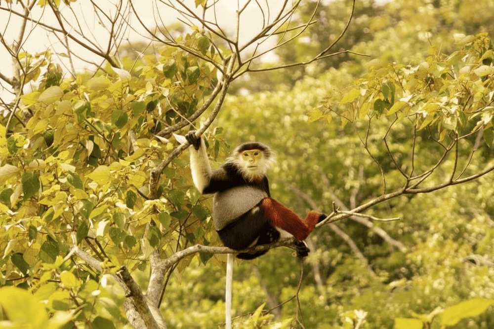 Vườn Quốc gia Kon Ka Kinh