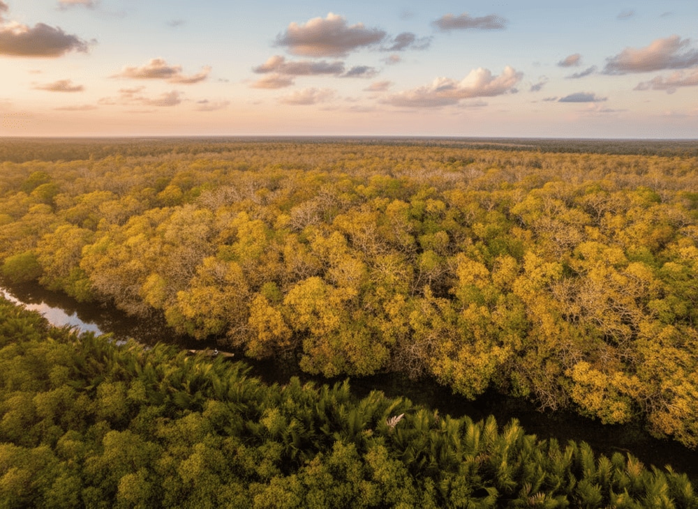 Rừng ngập mặn Rú Chá