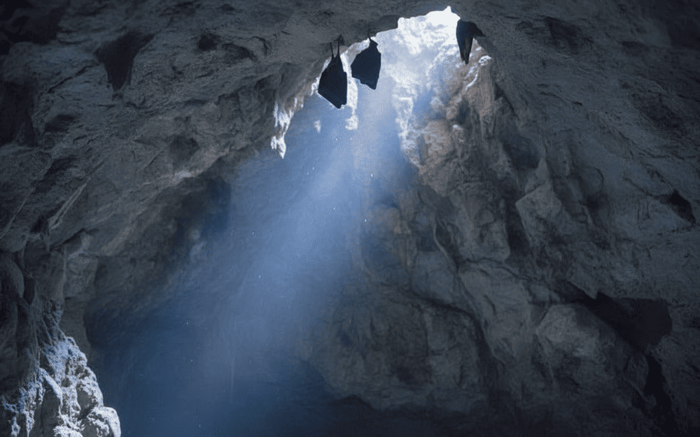 Hang Luồn là môi trường sống tự nhiên của nhiều loài dơi.