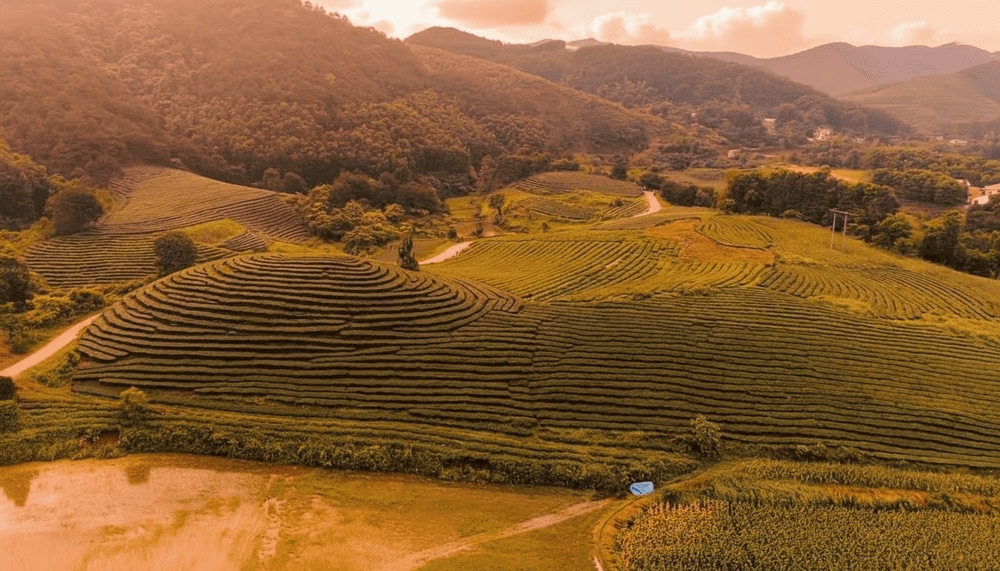 Đồi chè Đình Lập