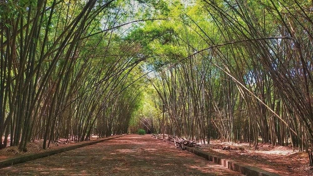 Làng tre Phú An (Nguồn: Internet)