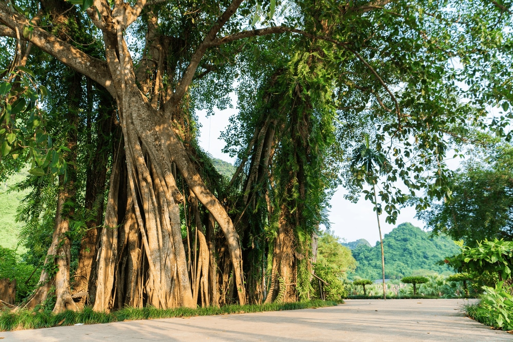 Cây đa “di chuyển” đã hơn 1000 năm tuổi (Nguồn: Fanpage Khu du lịch sinh thái Thung Nham - Ninh Bình)