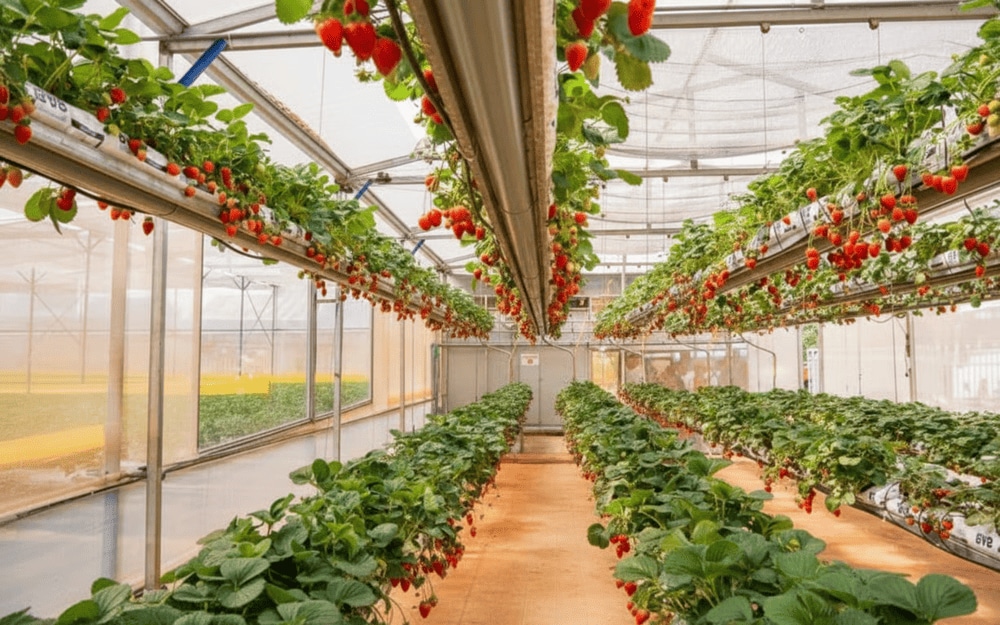 Dâu tại Biofresh đỏ ửng, căng mọng, quả to nhiều nước