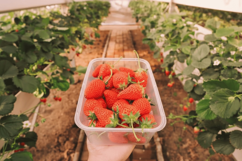 Du khách nên cảnh giác với lời mời chào mua dâu giá rẻ bất ngờ