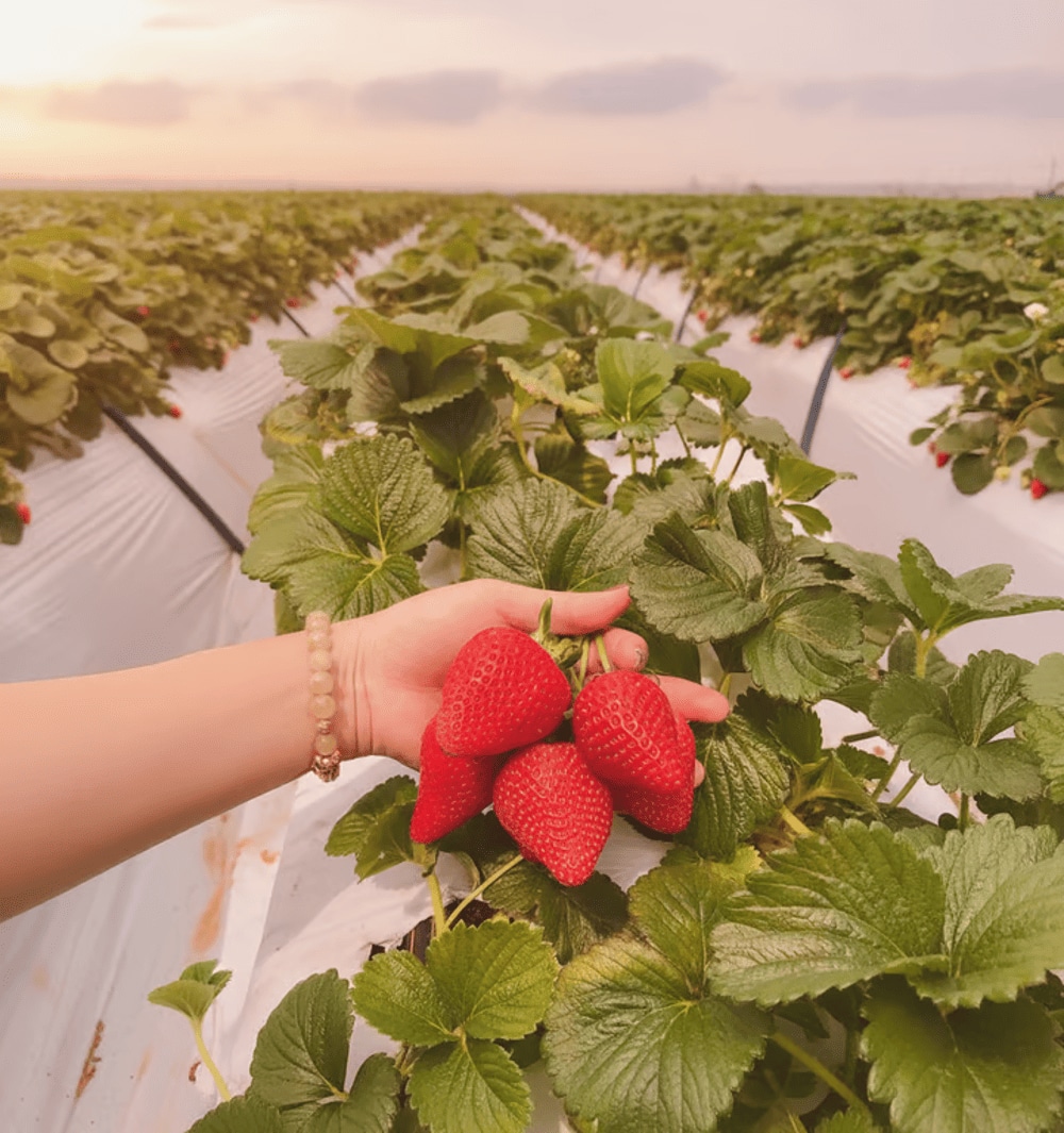 Du khách nên mua dâu tây về làm quà cho người thân
