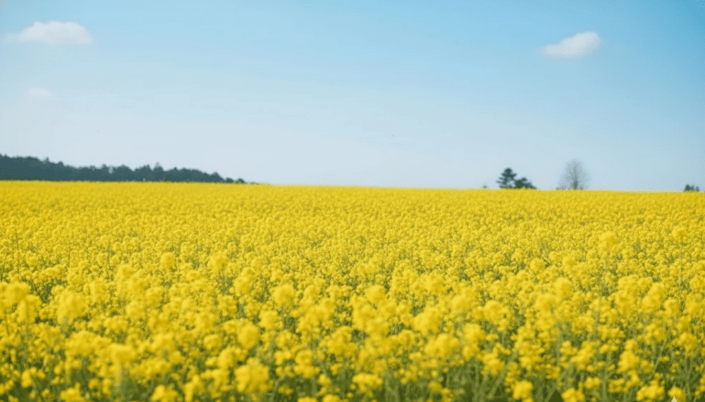 Rực rỡ sắc vàng của hoa cải khiến khung cảnh rực rỡ và tươi tắn