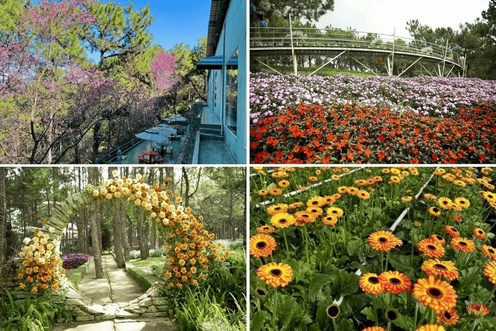 Rừng Hoa Đà Lạt tựa như thiên đường rực rỡ ngập tràn sắc hoa (Nguồn: Rừng Hoa Đà Lạt)