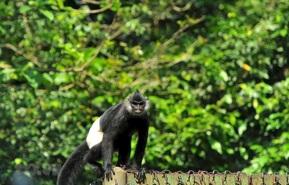 Voọc mông trắng là biểu tượng của Vườn Quốc gia Cúc Phương.