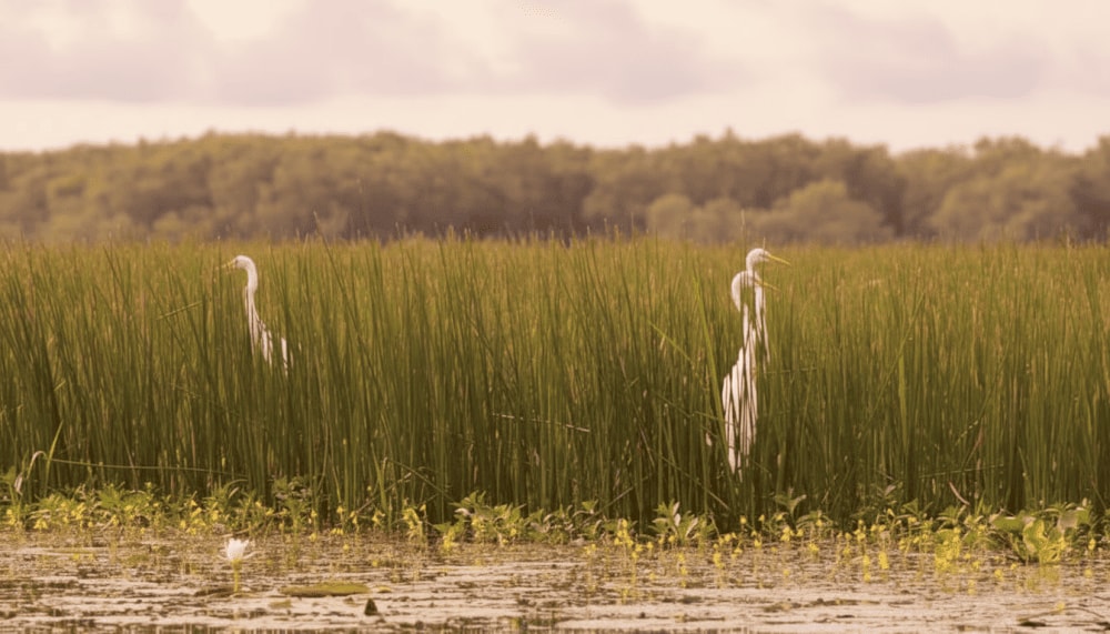 Cảnh quan đa dạng và hệ sinh thái đặc sắc của Tràm Chim mang lại những thước phim ảnh ấn tượng