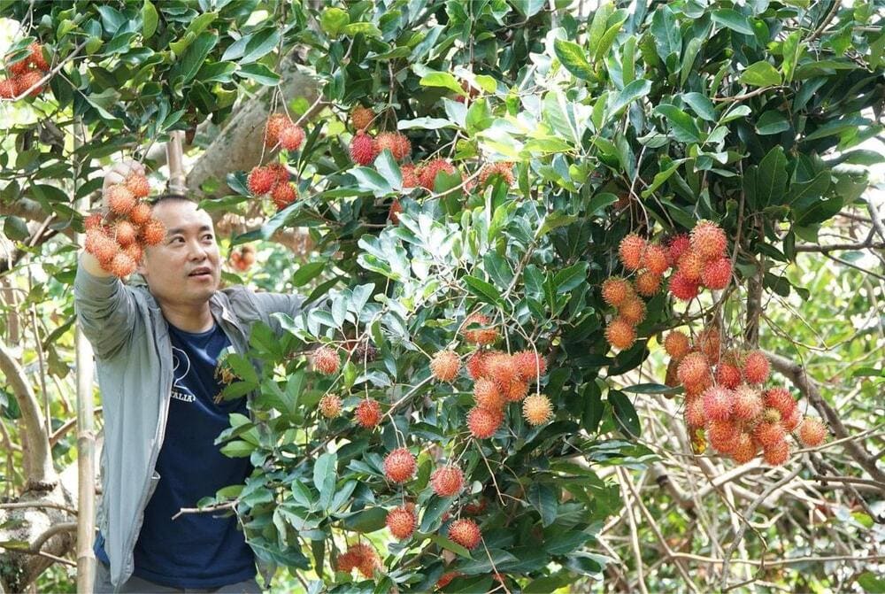 Với mức phí phải chăng, du khách hoàn toàn có thể trải nghiệm hái trái cây và thưởng thức quả ngon tại chỗ