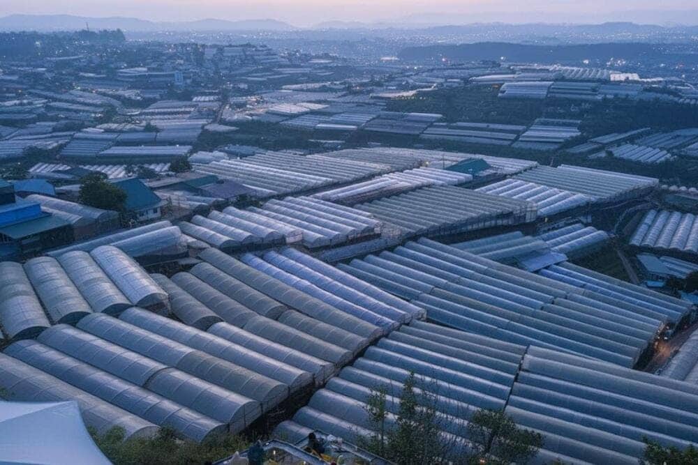 Hàng ngàn nhà kính trồng hoa xếp liền sát nhau