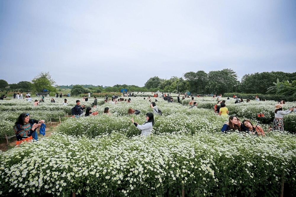 red-river-flower-garden-is-a-popular-place-with-both-locals-and-tourists.png