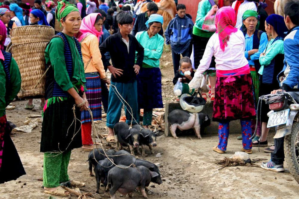 Small in size indigenous pigs but known for their delicious meat